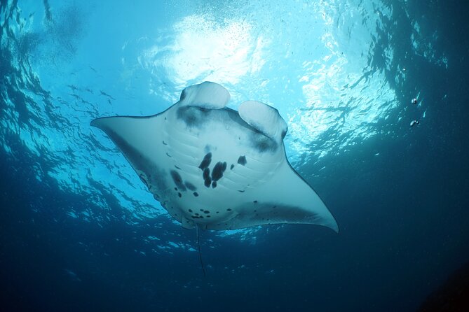 Scuba Diving Nusa Penida Manta Point 3 dives for certified divers - The Nusa Lembongan drift-style underwater time: great corals, real current