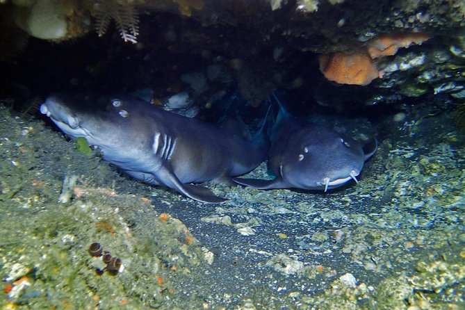 Scuba Diving Nusa Penida Manta Point 3 dives for certified divers - Price and what you should verify before you pay $233