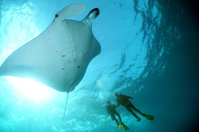 Scuba Diving Nusa Penida Manta Point 3 dives for certified divers - Safety-first, small-group control, and why that changes your whole experience