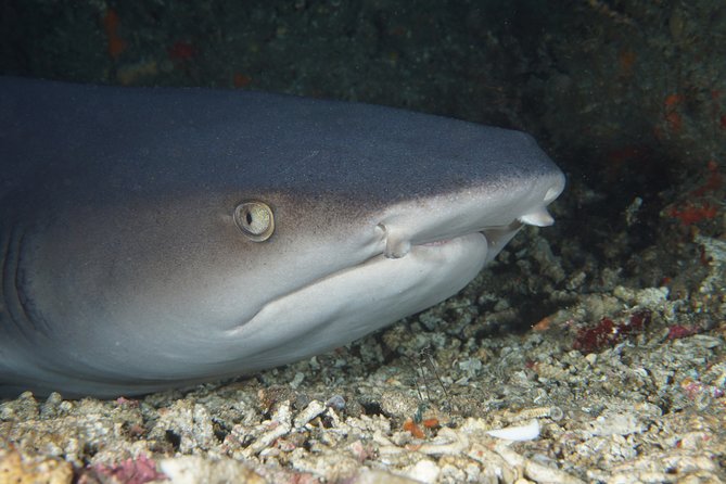 Scuba Diving Padangbai Shark Point 2 dives for certified divers - Key Points Worth Knowing Before You Go