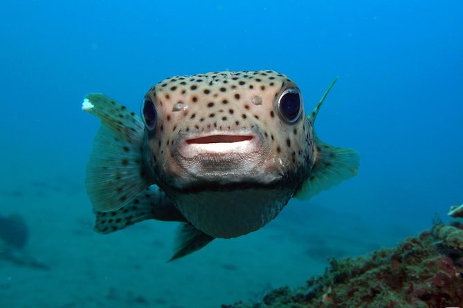 Scuba Diving Padangbai Shark Point 2 dives for certified divers - Getting There From Kuta: Pickup, Timing, and Onboard Wi‑Fi