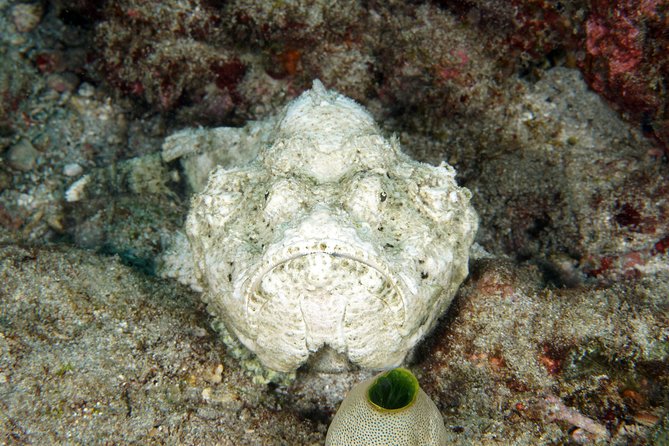 Scuba Diving Padangbai Shark Point 2 dives for certified divers - Shark Point: Reef Sharks, Turtles, and That “Almost Guaranteed” Feeling