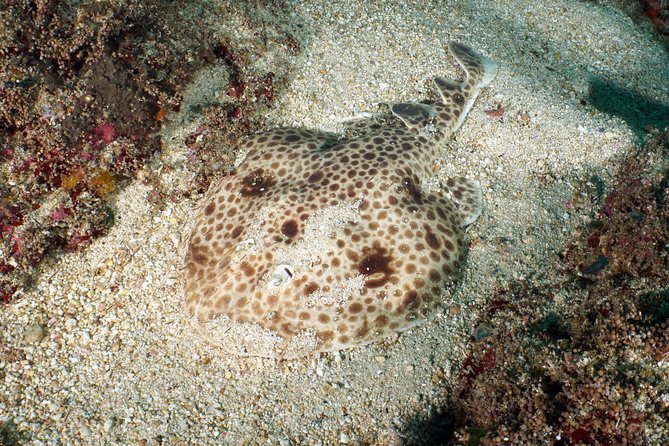 Scuba Diving Padangbai Shark Point 2 dives for certified divers - Blue Lagoon: Macro Life, Frogfish, and “Weird Critter” Energy