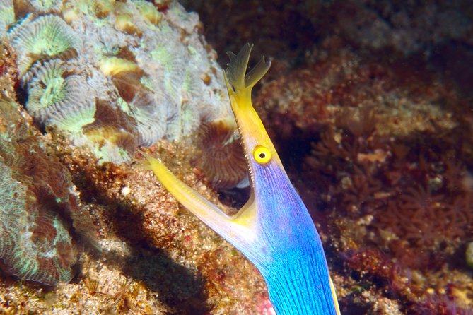 Scuba Diving Padangbai Shark Point 2 dives for certified divers - The Morning Check-In and Boat Transfer at Pelabuhan Fast Boat Padang Bai