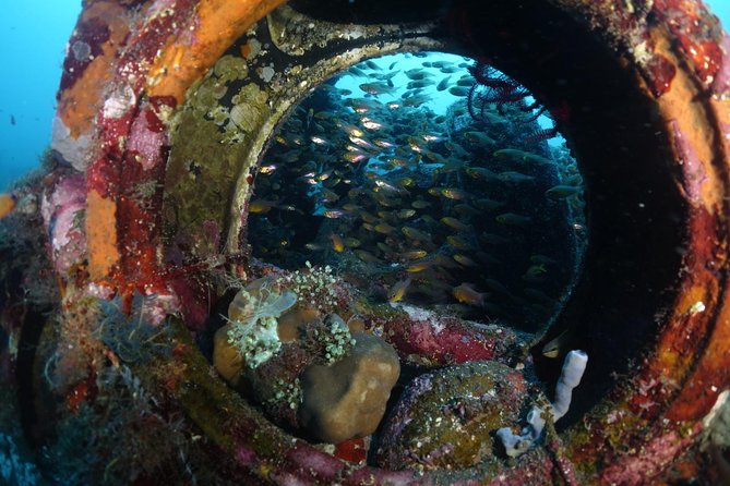Shipwreck Diving in Tulamben - Key things you’ll notice right away