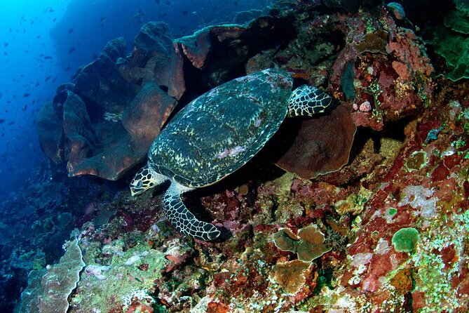 Snorkeling Adventure with East Nusa Penida Tour All Inclusive - Getting From Jimbaran to Nusa Penida Without Losing Your Whole Day