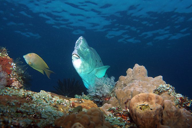 Snorkeling at Tulamben USAT Liberty Wreck - Tulamben and the USAT Liberty Wreck: Why This Shore Snorkel Works