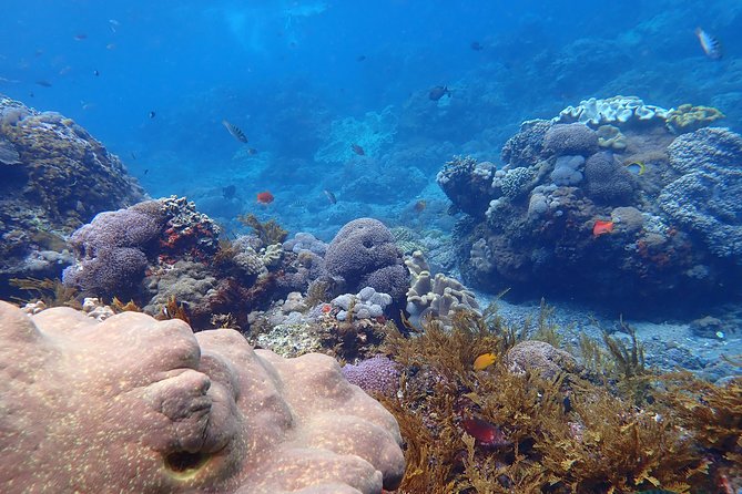 Snorkeling Day Trip To Lembongan and Penida - Sanur to Penida: How the day really moves