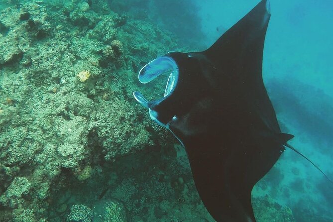 Snorkeling In Nusa Penida And Uluwatu Sunset Tours - Jimbaran Beach seafood dinner: the payoff after a packed day