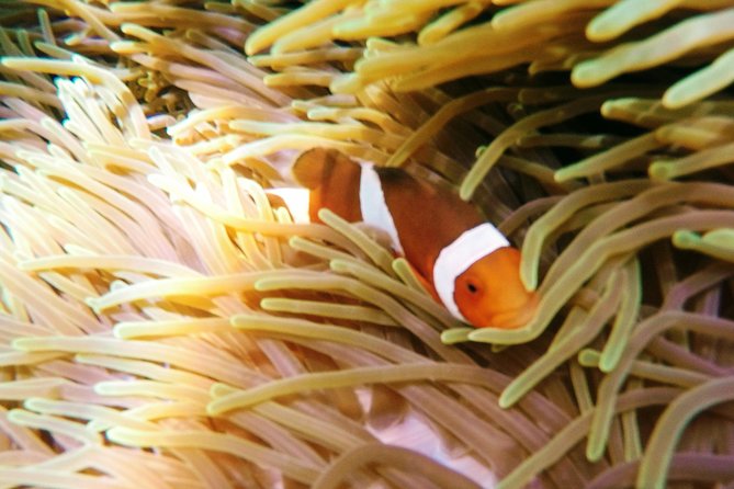 Snorkeling Package at Padang Bai Blue Lagoon - Padangbai’s Blue Lagoon and a Second Snorkel Site