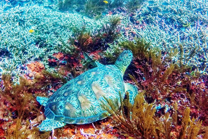 Snorkeling Package at Padang Bai Blue Lagoon - Morning Pickup, Sanur Office, and Getting Your Kit