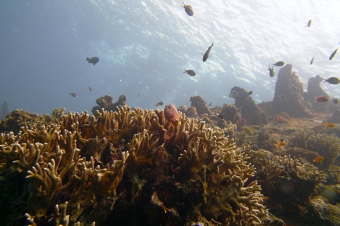 Snorkeling Package at Tulamben Liberty Shipwreck - The USS Liberty Wreck is why Tulamben works