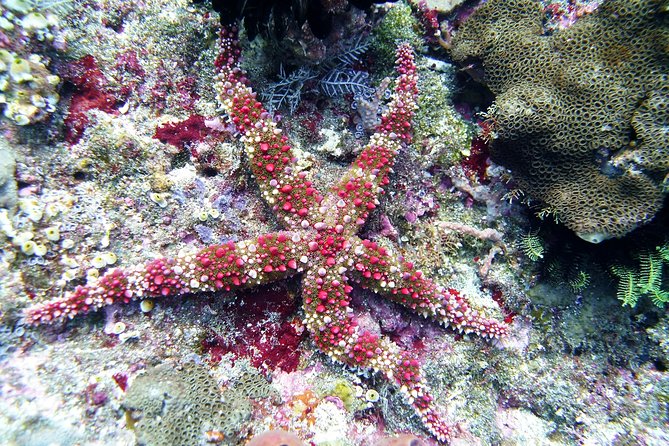 Snorkeling Package at Tulamben Liberty Shipwreck - Guides who stay with you (and help you feel steady)