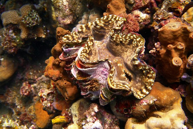 Snorkeling Package at Tulamben Liberty Shipwreck - Lunch, drinks, and the real meaning of included