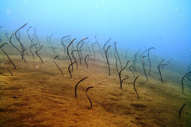 Snorkeling Package at Tulamben Liberty Shipwreck - Crowds and conditions: what to expect in Tulamben water