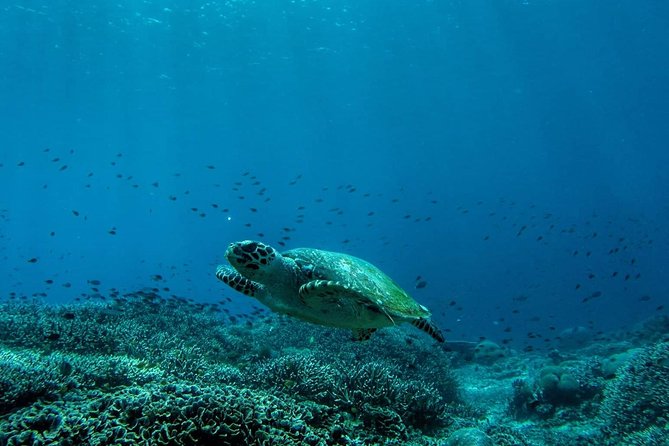 Snorkeling Trip Nusa Penida Bali - The day plan in plain language (and why it works)