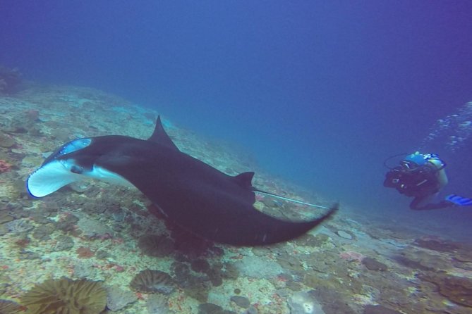 Snorkelling in Nusa Penida - Manta Point - Manta Point on Penida: the best odds, plus the reality check