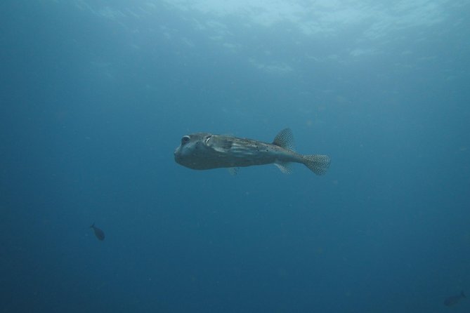 Snorkelling in Padang Bai - Getting There: Sanur, Kuta, and Seminyak Pickup Without Drama