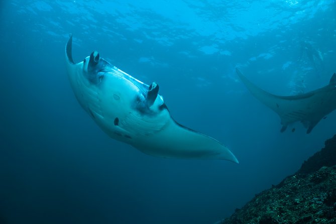 Snorkelling with Manta Rays at Nusa Penida and Lembongan - Key highlights you’ll care about
