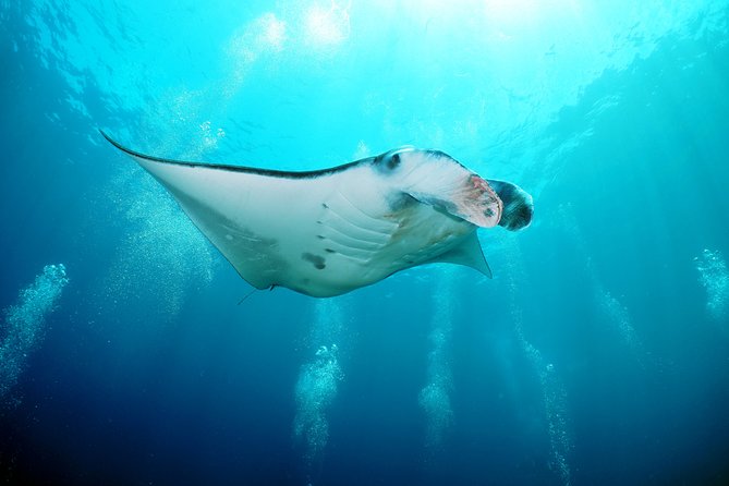 Snorkelling with Manta Rays at Nusa Penida and Lembongan - Manta Point in Nusa Penida: the manta experience you actually came for