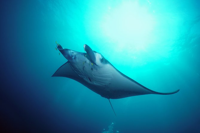 Snorkelling with Manta Rays at Nusa Penida and Lembongan - Two stops, one day: Crystal Bay or Nusa Lembongan depending on the sea