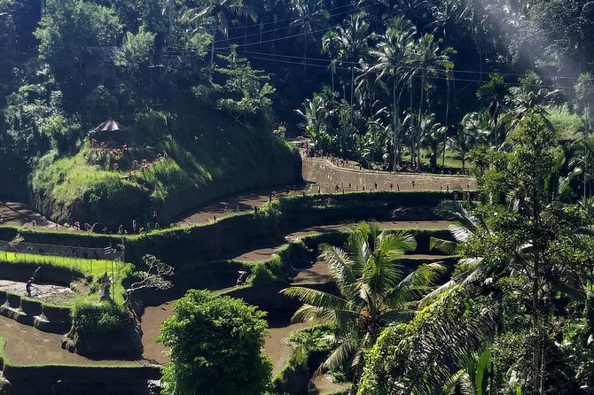Spectacular Eastern Bali Tour - Private driver/guide value: why it matters more than you think