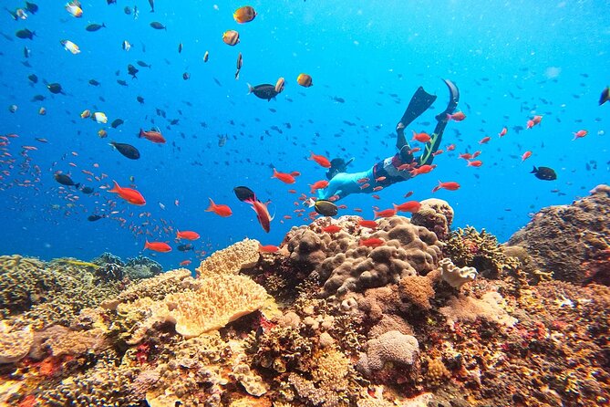 Swim with Manta Rays: Snorkeling Day Trip from Bali - Manta Bay: your best shot at giant manta rays
