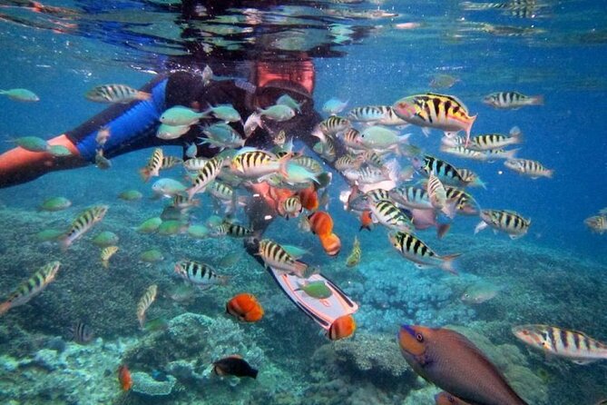Swim with Manta Rays: Snorkeling Day Trip from Bali - What the crew and organization get right