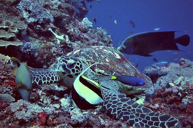 Swim with Manta Rays: Snorkeling Day Trip from Bali - Crystal Bay and Toya Pakeh Wall: more than just the manta moment