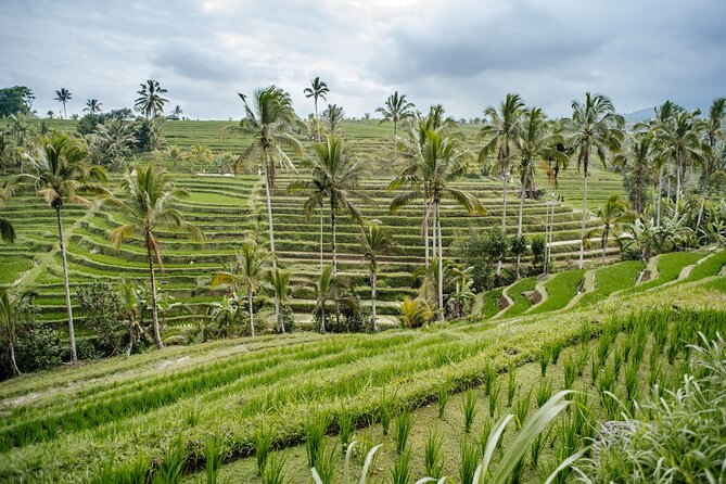 Tanah Lot & UNESCO Heritage Small Group Tour - Jatiluwih Rice Terraces: UNESCO viewing that’s also about farming