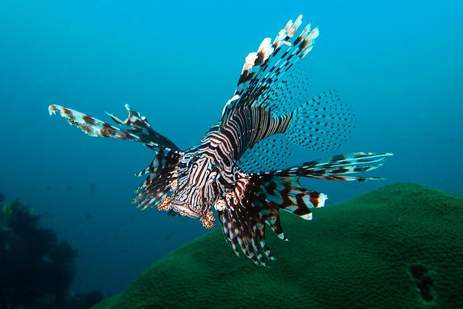 Try Diving in Blue Lagoon Padangbai Bali for non-certified divers - Blue Lagoon Padangbai: why this area is great for first-timers
