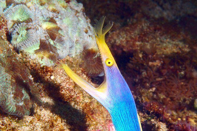Try Diving in Blue Lagoon Padangbai Bali for non-certified divers - The beginner format: basics first, then two in-water sessions