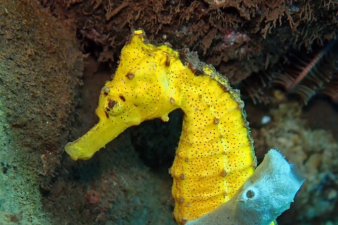 Try Diving in Blue Lagoon Padangbai Bali for non-certified divers - Backup options in the Padangbai zone: Bias Tugel and Jepun possibilities