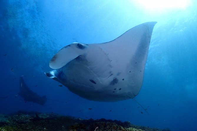 Try Diving in Manta Point - Nusa Penida - Why Nusa Penida’s Manta Point is worth the transfer