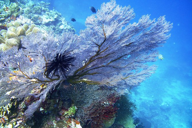 Try Scuba Diving at Tulamben Shipwreck - What happens at Tulamben: the flow of your two underwater sessions