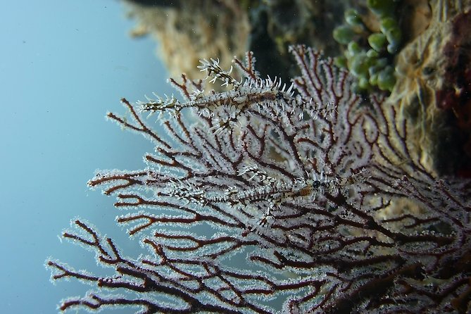 Try Scuba Diving at Tulamben Shipwreck - Gear, insurance, and reef tax: you’ll show up ready