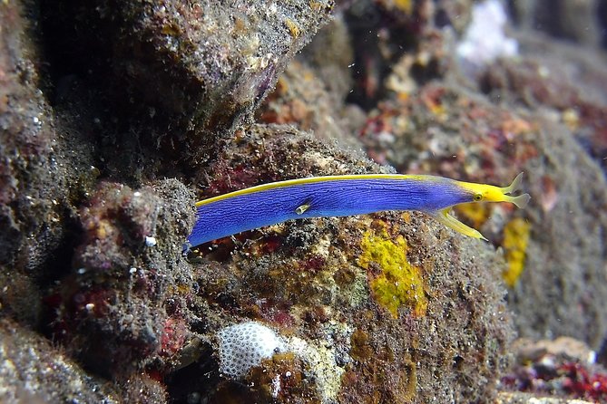 Try Scuba Diving at Tulamben Shipwreck - Beachside lunch: simple, practical, and timed right