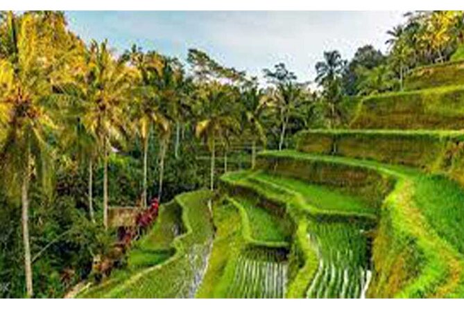 Ubud ATV Quad Bike, Monkey Forest and Rice Terrace - Price and value: is $32 actually a good deal?