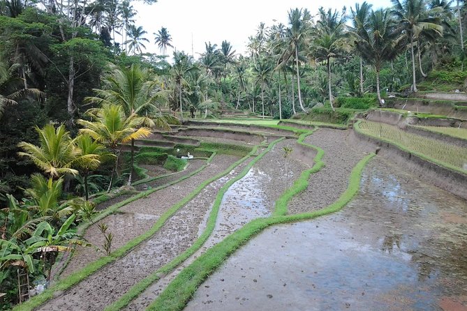 Ubud Customized Private Tour - The Ubud start: where your driver sets the tone