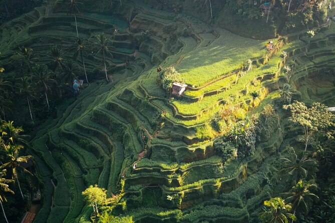 Ubud Iconic Full Day Tour Monkey Forest Rice Terraces Waterfalls - Should you book this full-day Ubud tour?