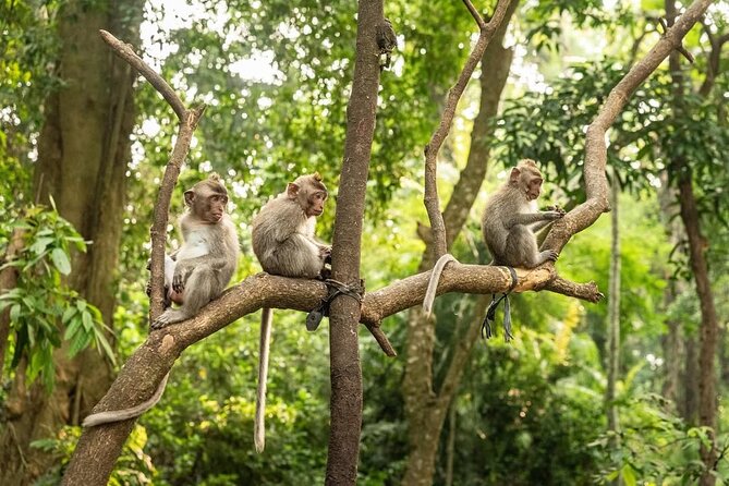 Ubud Monkey Forest - Rice Terrace - Jungle Swing - Water Temple - From hotel pickup to a full Ubud-area day