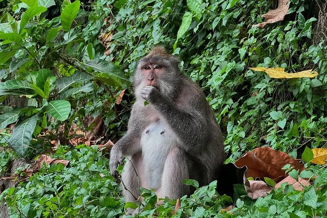 Ubud Monkey Forest - Rice Terrace - Jungle Swing - Water Temple - Tegalalang rice terraces: irrigation you can actually understand