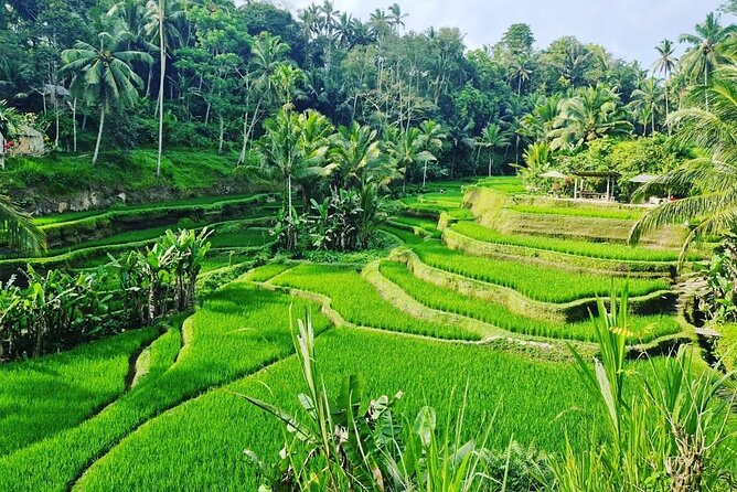 Ubud Monkey Forest - Rice Terrace - Jungle Swing - Water Temple - Jungle Swing over the rice terraces: fun, photos, and practical safety
