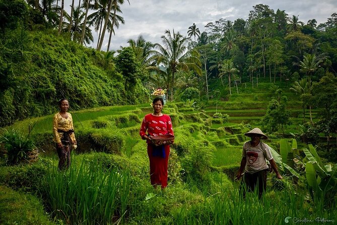 Ubud Monkey Forest - Rice Terrace - Jungle Swing - Water Temple - Tirta Empul Temple: holy water rituals, respectful rules