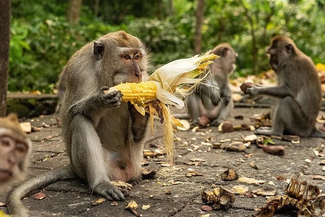 Ubud Monkey Forest - Rice Terrace - Jungle Swing - Water Temple - Sacred Monkey Forest Sanctuary: close monkeys, clear rules