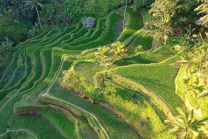Ubud: Swing - Monkey Forest - Waterfall - Temple - Rice Terraces - Art Crafts - Sacred Monkey Forest: up-close wildlife and temple stops inside the trees