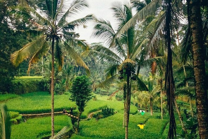 Ubud Temples, Waterfalls, Rice Terraces & Balinese Culture - Sacred Monkey Forest Sanctuary: a jungle walk with personality