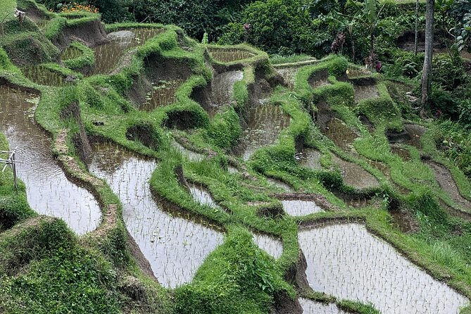 Ubud Top Tours to Discover Bali’s Cultural and Natural Wonders - Stop 4: Pakudui Village and the Tegalalang Rice Terraces—how to see the farming system