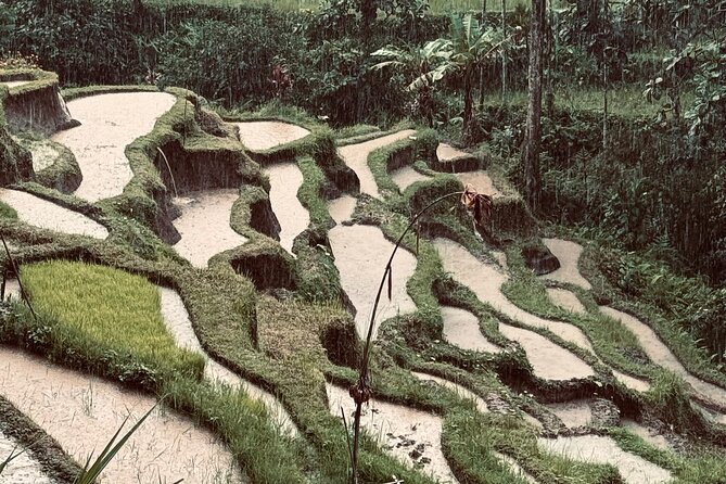 Ubud Top Tours to Discover Bali’s Cultural and Natural Wonders - The guide-driver factor: why names like Wayan and Widi show up again and again