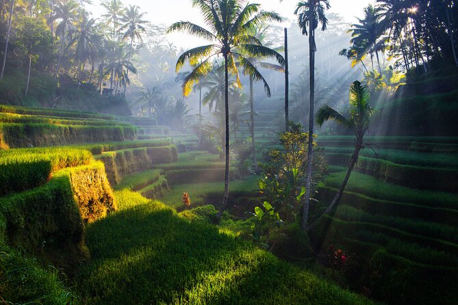 Ubud waterfall, rice terraces, and swing explore - Driving From Jimbaran: Why Private Transport Changes the Day